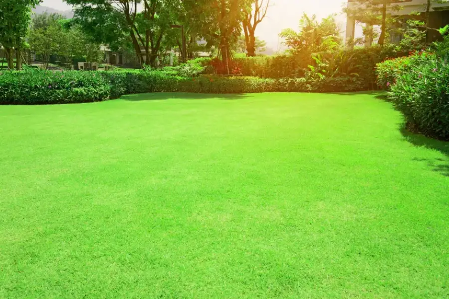 How Trimming Enhances Plant Growth And Appearance Aurora, CO
